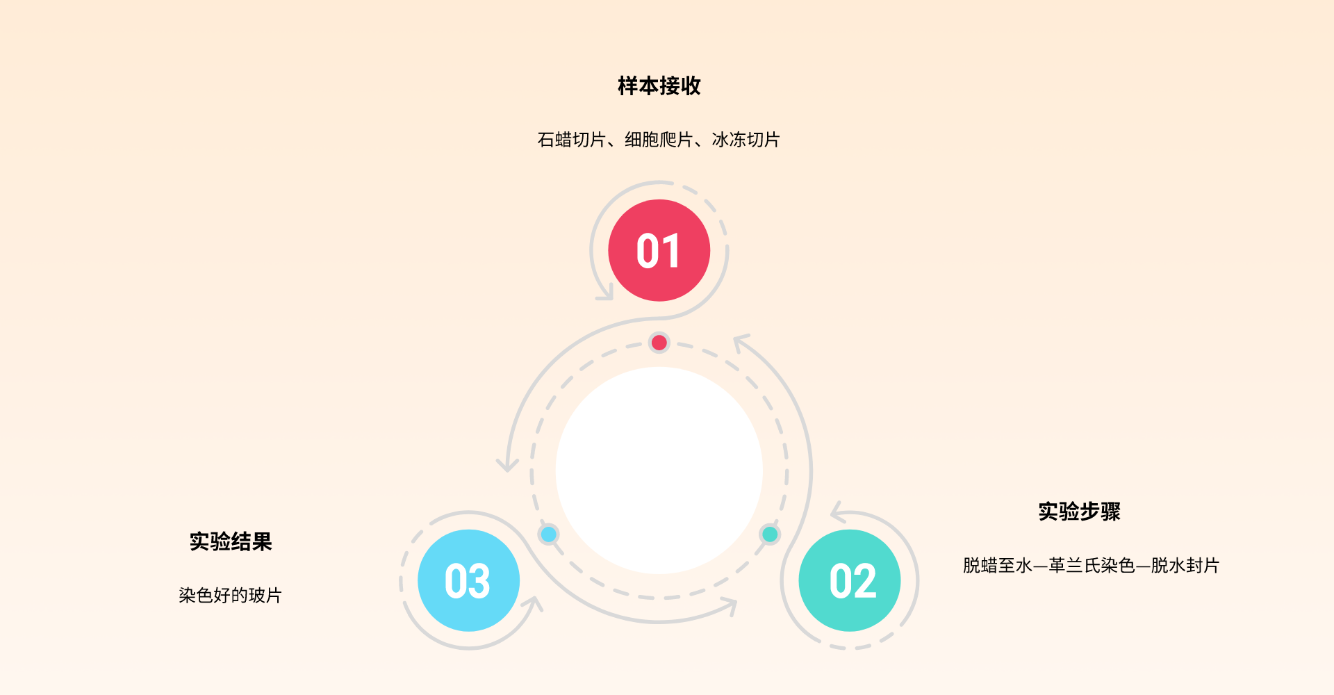 1690262495169750.png 快速革兰氏染色.png