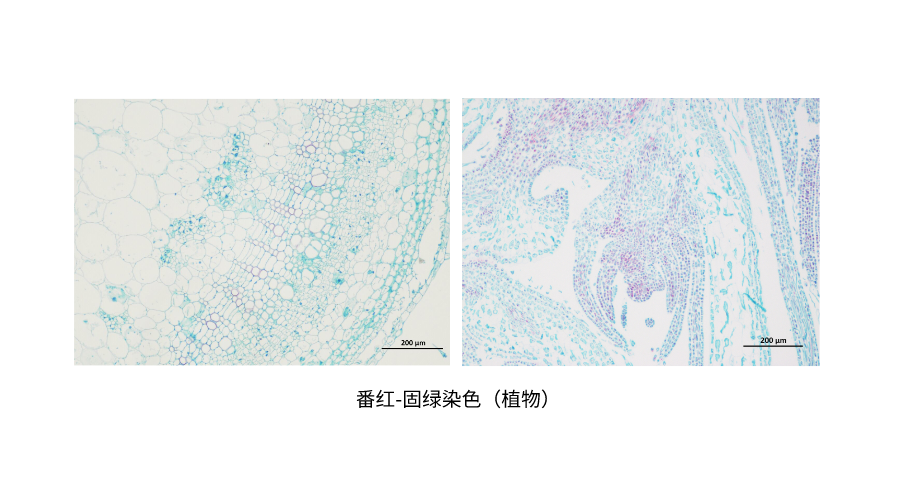 番红-固绿染色（植物） (2).png