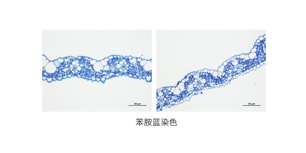 1690943942168800.png 苯胺蓝染色 (1).png
