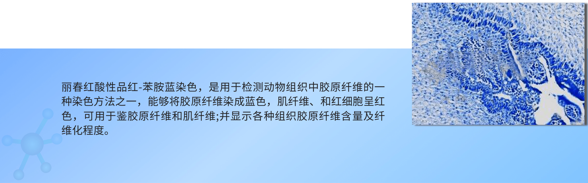 1691485019713350.png 苯胺蓝染色.png