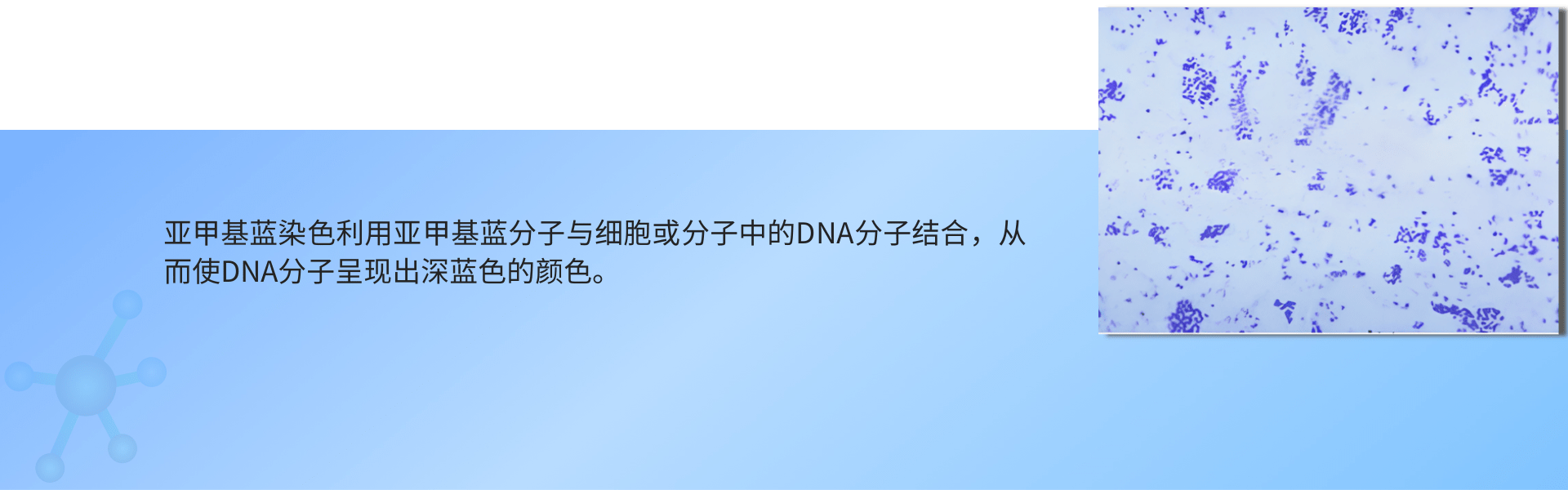 1691485127485263.png 亚甲基蓝染色 (1).png