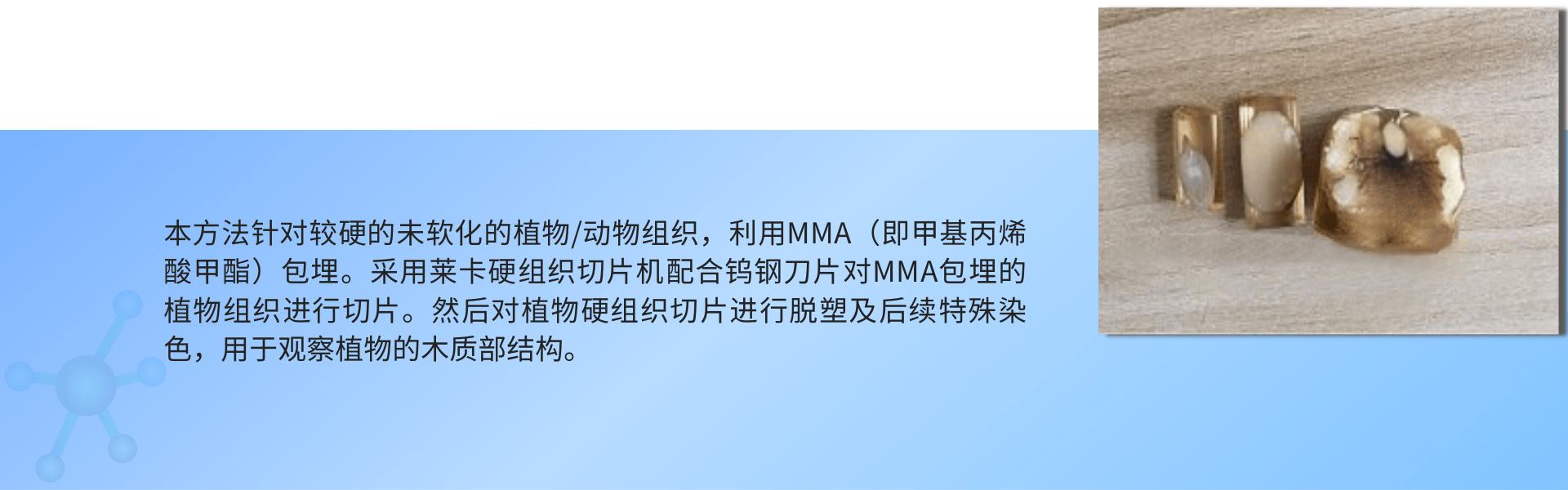 1691485190163654.png 硬组织包埋.png
