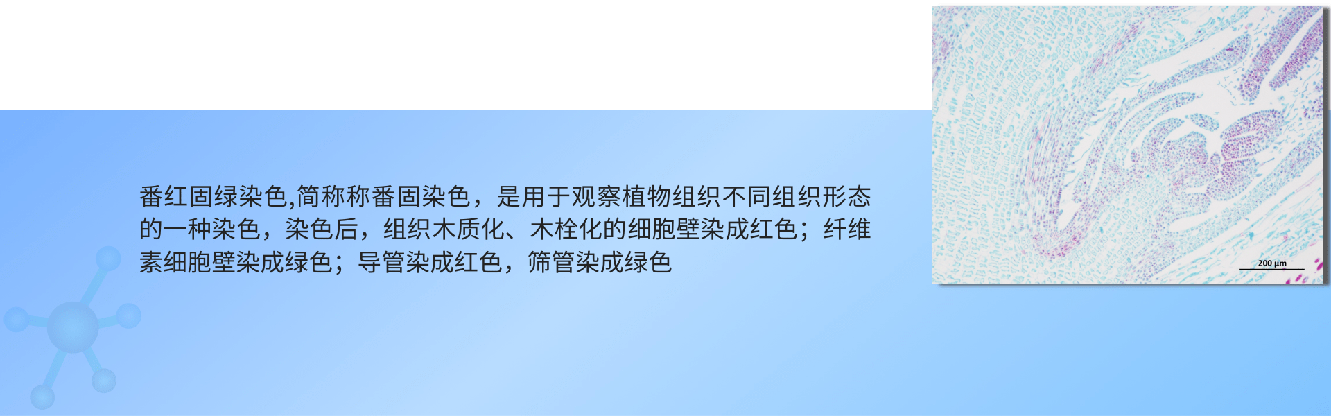番红-固绿染色（植物）.png