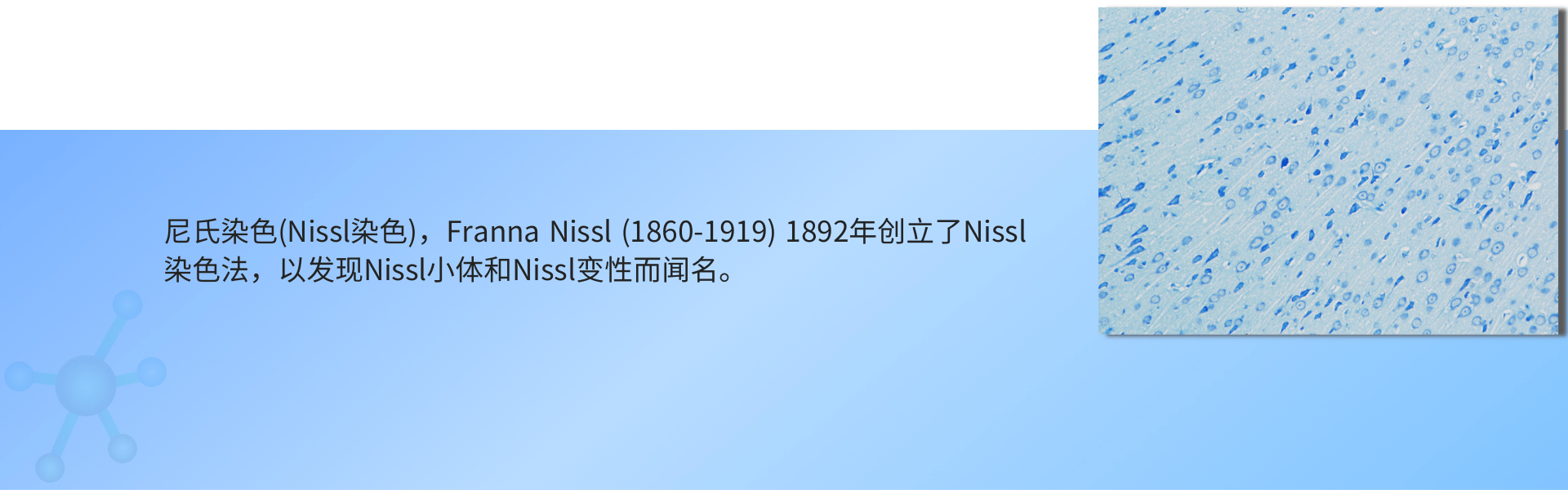 尼氏染色 (1).png