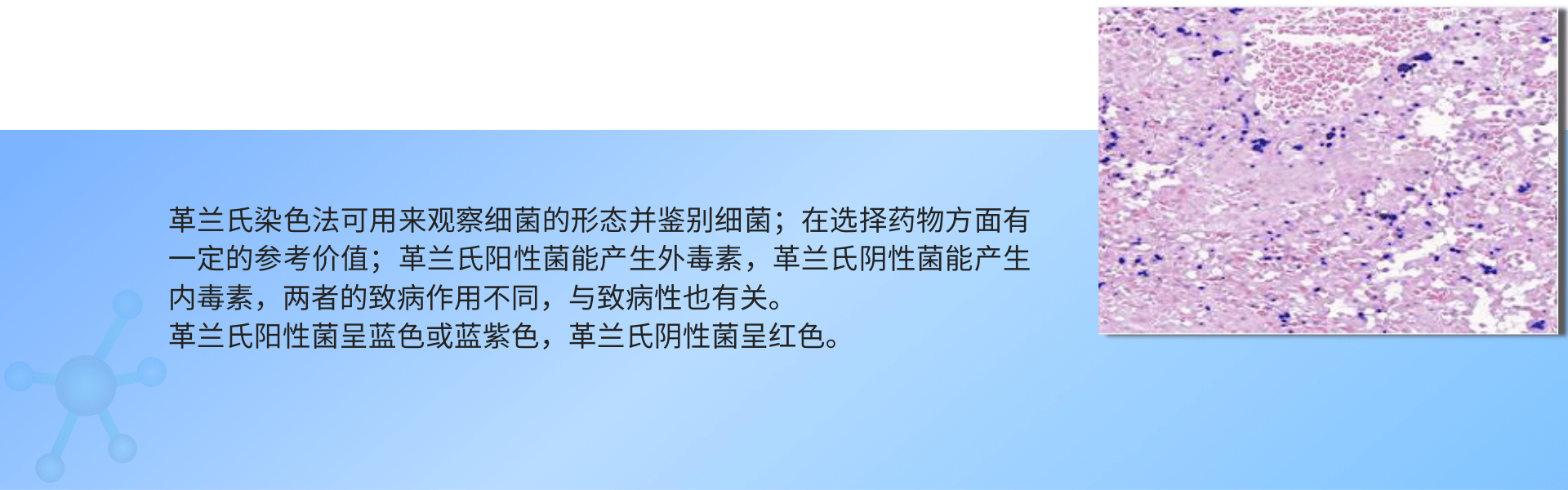 1691485798899320.png 革兰氏染色.png