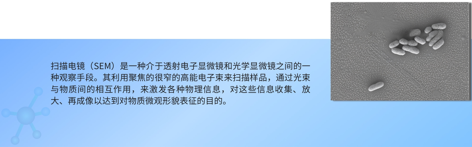 1691486012961658.jpg 扫描电镜(SEM).jpg