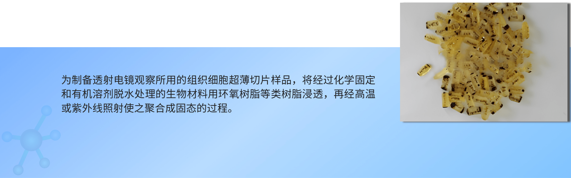 树脂包埋（透射电镜） (1).png