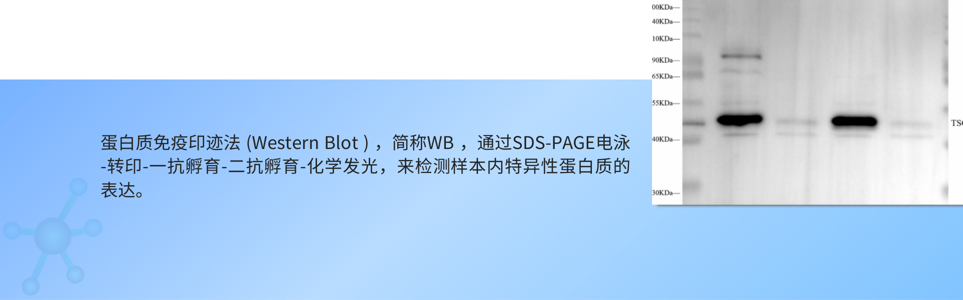 1695016583133014.png WB(外泌体).png