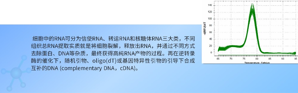 RNA提取.jpg
