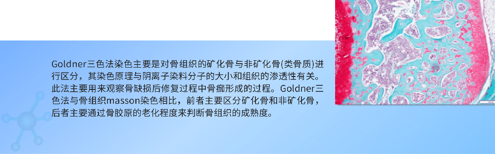 Goldner三色法染色.png