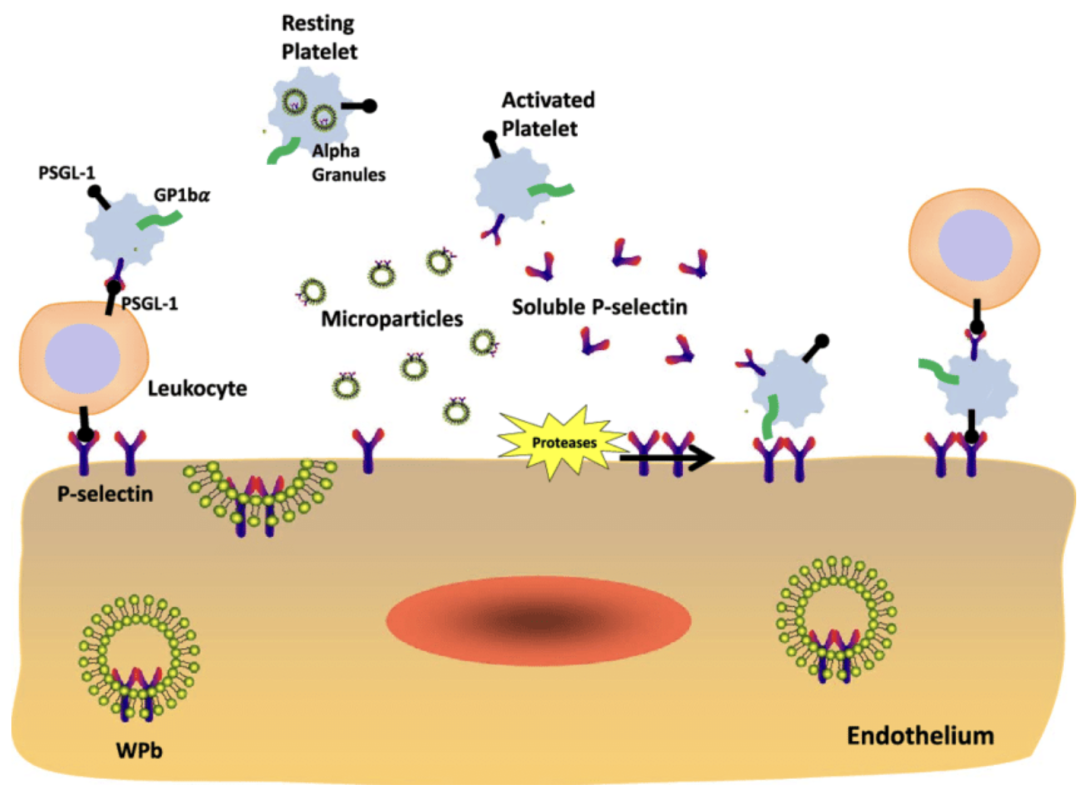 1761017726719308.png 1761017726719308.png