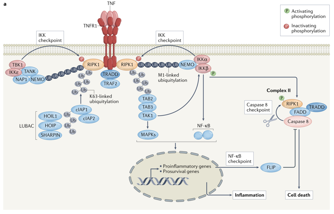 1765855240251820.png 1765855240251820.png