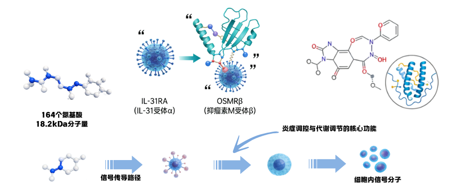 肥胖症研究相关因子之白细胞介素31(IL-31)
