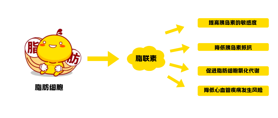 肥胖症研究相关因子之AdiponectinAcrp3.png