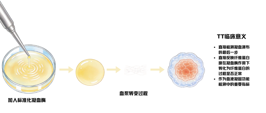 1775787046101637.png 凝血四项之凝血酶时间(TT).png