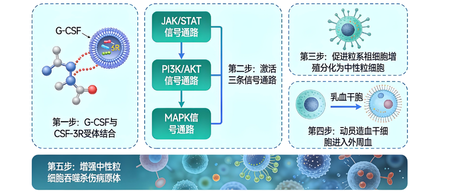 1775802456475886.png 炎症研究相关因子之G-CSF.png