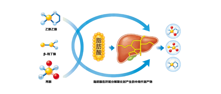 1775803544193316.png 尿常规检测之酮体.png