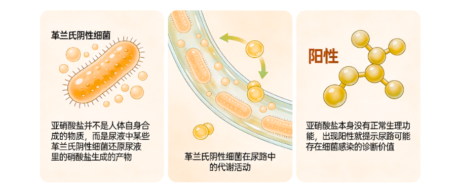 1775804817153805.png 尿常规检测之亚硝酸盐(NIT).png