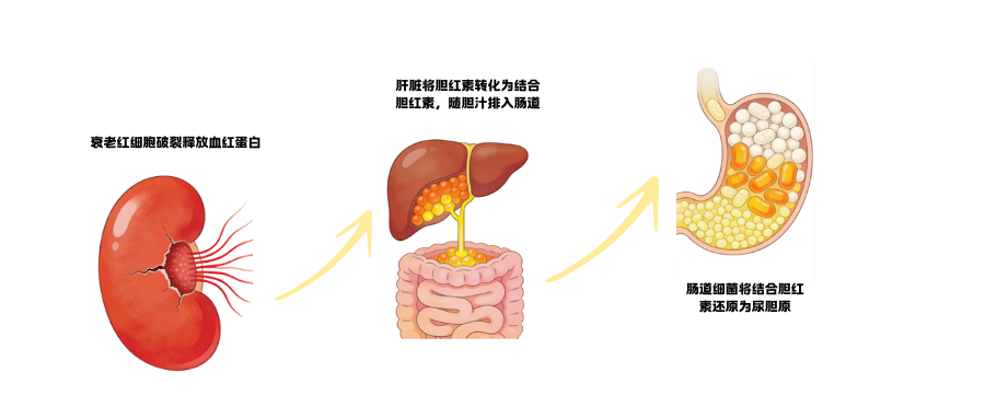 1775805718993684.png 尿常规检测之尿胆原(URO).png