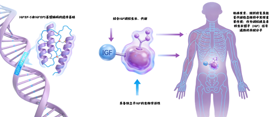 肥胖症研究相关因子之胰岛素样生长因子结合蛋白5(IGFBP-5).png