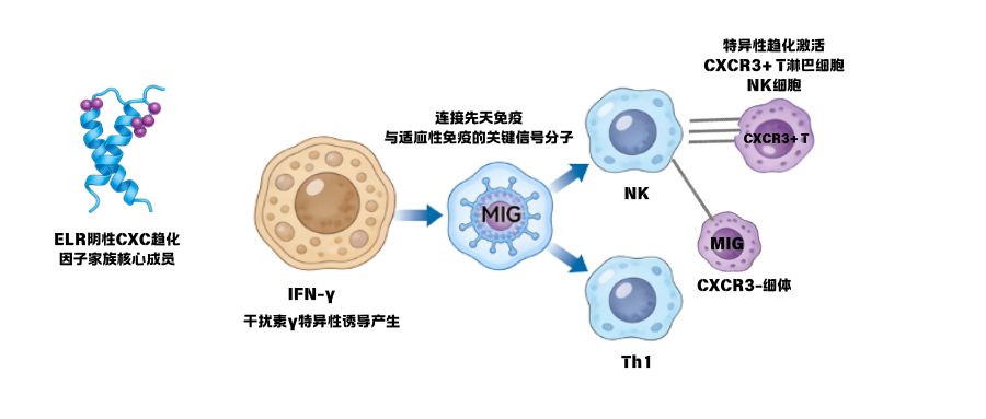 1776132395194315.png 炎症研究相关因子之γ干扰素诱导单核细胞因子(MIG).png