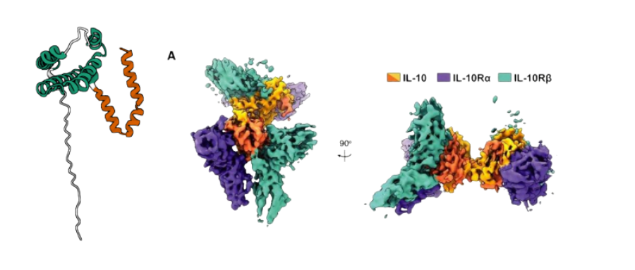 1776222001566974.png 炎症研究相关因子之白细胞介素10(IL-10).png